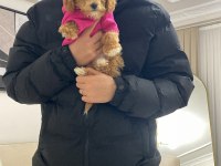 6 Aylık Maltipoo Çok uygun fiyata