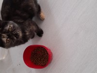 İran kedisi yavru 5 aylık