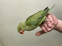 Yavru Pakistan Ceviz ve fıstık yemeye başladı