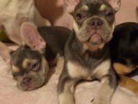 AŞILI ISABELLA ve FLUFFY TAŞIYICI FRENCH BULLDOG KIZLAR