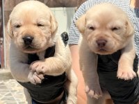 Sevimli Labrador yavrularımız