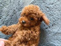 Erkek ve dişi poodle yavrularımız mevcuttur