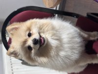 Pomeranian
