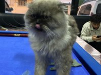 British slonghair casper yeni sahibini bekliyor
