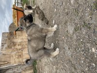 Mükemmel anatomi Kangal yavrular