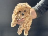 Ankarada yasal çiftlikde ziyarete açık maltipoo