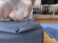 Sphynx kedisi dişi ücretsiz