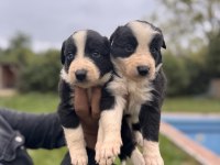 En Zeki ırk Border Collie