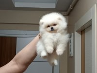 3 aylık erkek üst kalite orijinal pomeranian boo