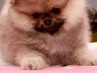 pomeranian yavrular