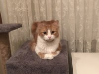 Kısır erkek kedimiz