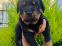 A kalite rottweiler yavruları