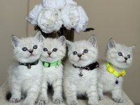 British Shorthair Lynx Point Yavrular