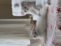 3 aylık scottish fold yavrular