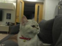 Tahmini iki yaşında erkek british shorthair