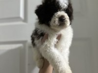 Lagotto bebekler