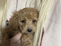 2 Aylık Yavru Oyuncu Dişi Toy Poodle