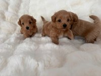 Mükemmel Güzellikteki Maltipoo Yavrularımız