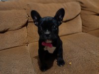 AA kalite french bulldog dişi