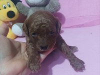 EN TATLI POODLE BEBEKLER