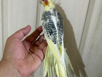 59 GÜNLÜK RENK GÜZELİ KUSURSUZ SULTAN PAPAĞANI BEBEK
