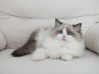 Full şecereli ragdoll yavruları