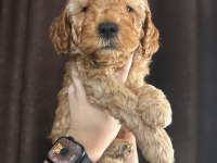 Toy poodle yavru köpekler