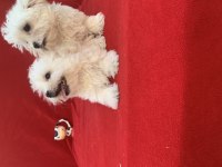 MALTESE TERRİER