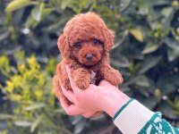 2.5 aylık erkek toy poodle tarçınlı kurabiyemiz
