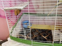Japanese hogoromo cins muhabbet kuşu