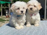 Kar tanesi maltipoo köpekler