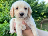 Bebek yüzlü golden retriever yavrular