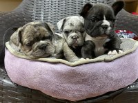 Erkek dişi french Bulldog köpekler
