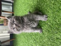 Ayı Kafa Gri Yavru British Shorthair