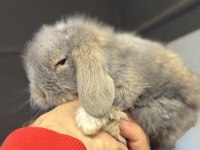 Veteriner Hekimden Hollanda lop mini lop ve cüce tavsan