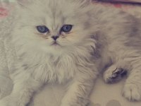 Safkan Yavru British Longhair Ns11