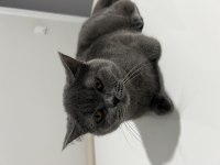 British shorthair dişi ücretsiz sahiplendirme