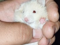 UZUN TÜY ÖZEL TÜR TEDDY BEAR HAMSTER BAŞKA YERDE YOK