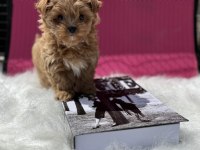 Petmode köpek çiftliğinden tea cup morkie yavrumuz