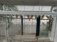 Yavru ve yavrulu kanarya çiftler