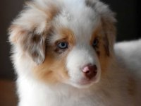 Çok iyi border collie yavruları İstanbul
