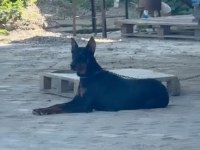 Dişi Doberman 9 Aylık