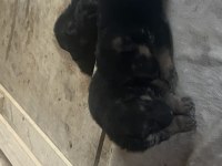 Safkan Alman çoban köpeği yavrusu