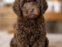 Sevimli Labradoodle Yavruları
