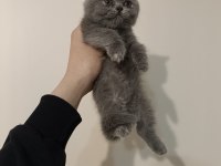 Dişi ve Erkek Safkan Ayıcık Surat Bebek Kediler