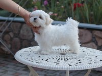 MALTİPOO DİLBER YENİ AİLESİNİ ARIYOR