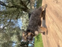 Üst Düzey Alman Çoban Köpeği Yavrular