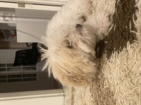 Yavru maltipoo 2 aylık