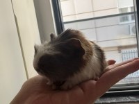 Dişi erkek ginepig (gine domuzu) her ile gönderim var