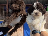 Portekiz su köpeği çok şirin yavrular 